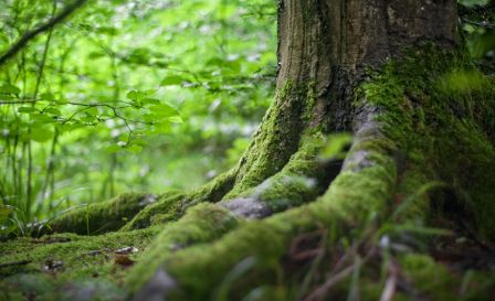 árvore em meio a floresta