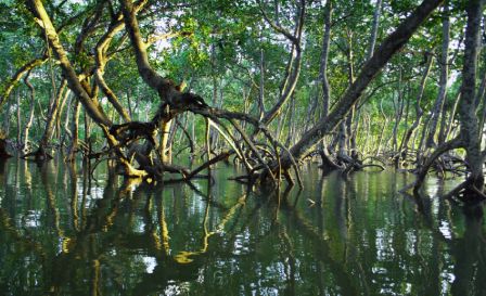 rio com galhos de árvores submersos